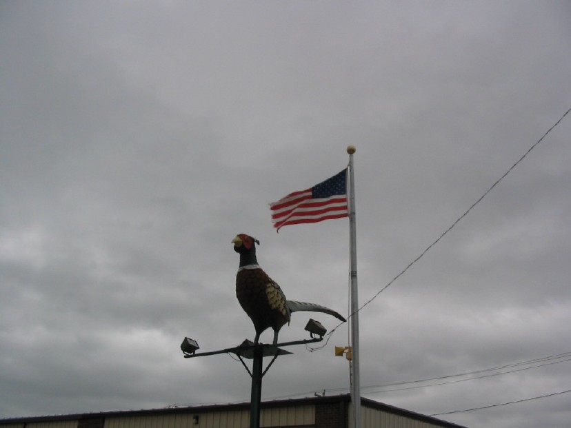 010Redfield_Pheasant.JPG