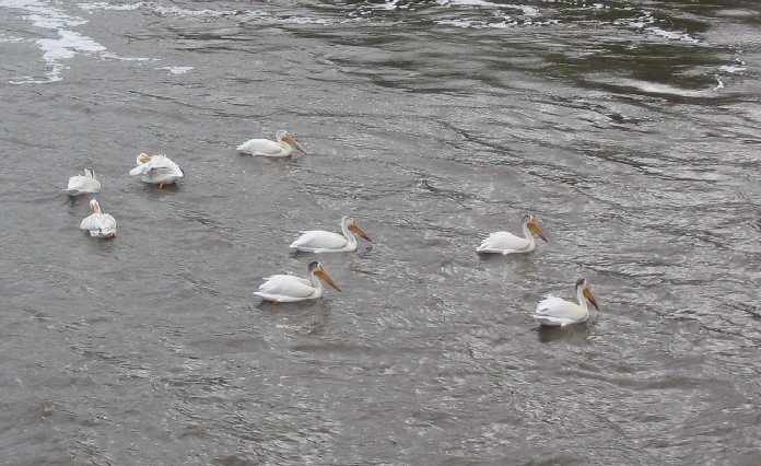 200pelicans.JPG